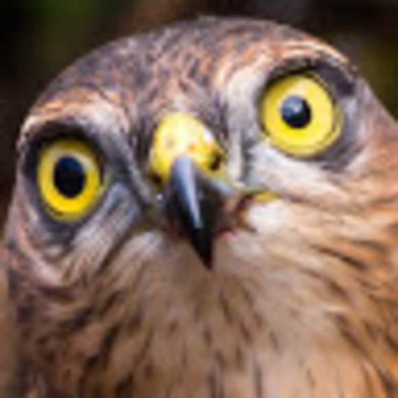 Meet your Posher, Anjelica - Picture 1 of 1